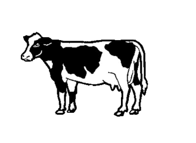 just the cow